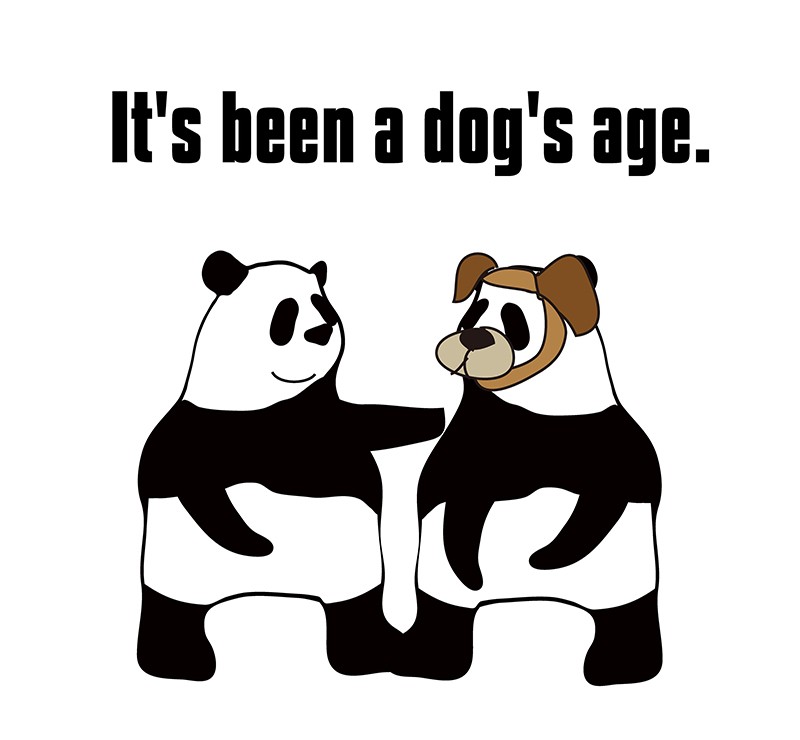 dog's ageのパンダの絵