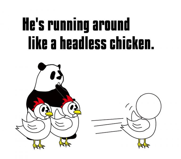 Like A Headless Chicken Meaning