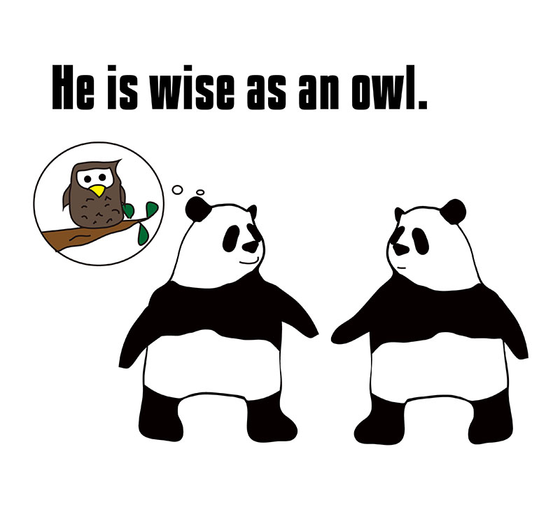 wise as an owlsのパンダの絵
